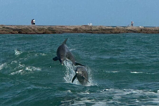 1 Hour Dolphin Dash - A Closer Look at the 1 Hour Dolphin Dash