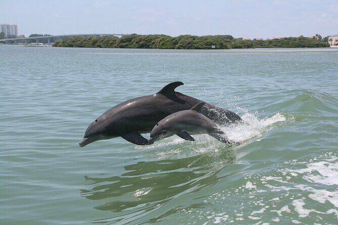 1-hour Dolphin Sightseeing Adventure Cruise from Madeira Beach - A Closer Look at the 1-Hour Dolphin Sightseeing Cruise