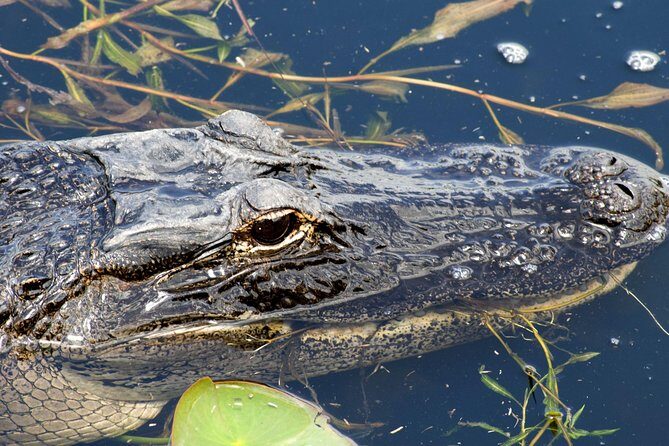 1 Hour Everglades Airboat Tour Central Florida - A Close-Up Look at the 1 Hour Everglades Airboat Tour in Central Florida