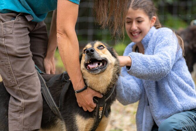 1 Hour Fall Sled Dog Experience in Two Rivers - A Detailed Look at the 1-Hour Fall Sled Dog Experience