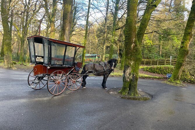 1 Hour Guided Carriage Tour in Killarney National Park - In-Depth Review of the 1-Hour Guided Carriage Tour in Killarney