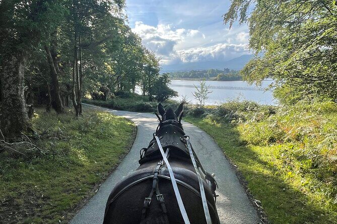 1 Hour Guided Carriage Tour in Killarney National Park - Final Thoughts on the 1-Hour Guided Carriage Tour