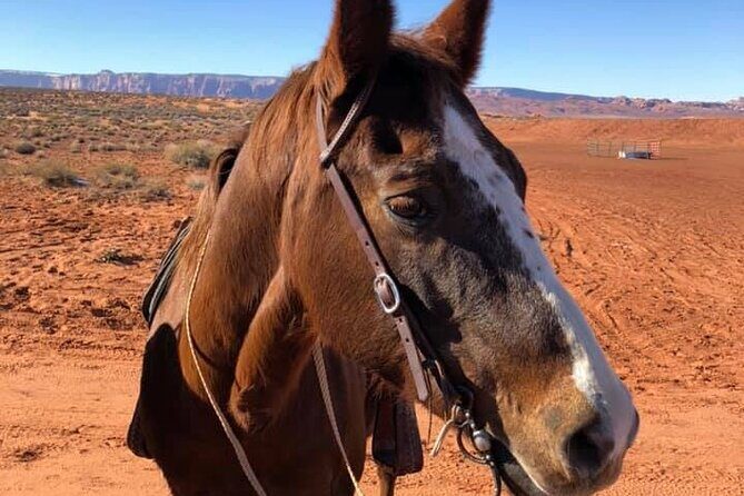 1 Hour Horseshoe Bend Trail Ride - Final Thoughts: Is It Worth It?