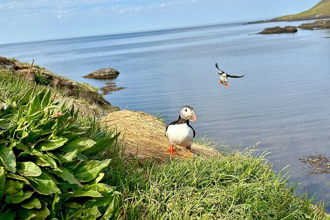 1 Hour Iceland Nature and Wildlife RIB Small Group Guided Safari - FAQ