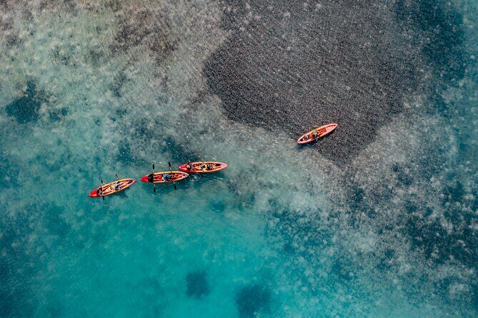 1 Hour Mangrove Kayak Tour - FAQs