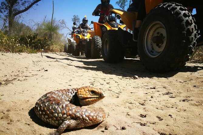 1 Hour Quad Bike Tours, only 30 minutes from Perth - The Sum Up