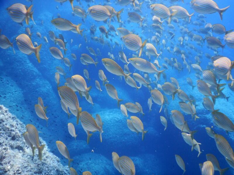1-Hour Snorkeling Tour in Paraggi Bay, Portofino - Exploring the Paraggi Bay Snorkeling Tour in Depth