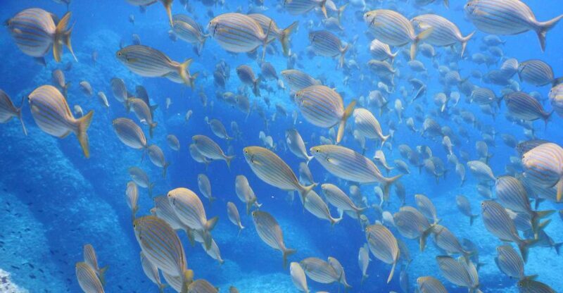 1-Hour Snorkeling Tour in Paraggi Bay, Portofino - Why This Tour Offers Great Value