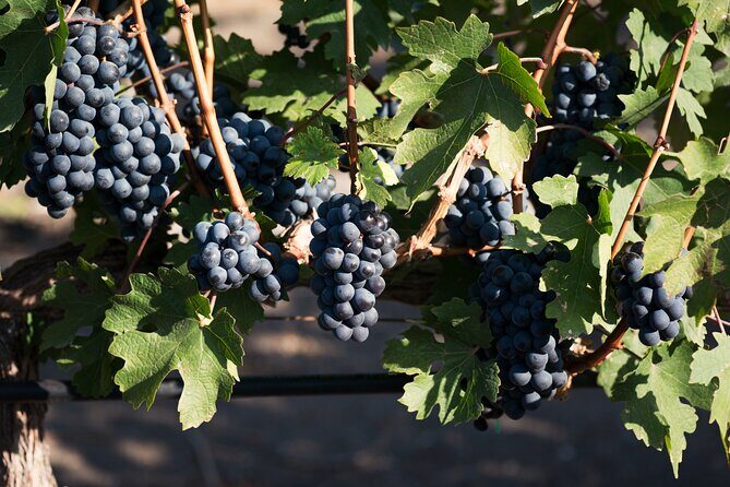 1-hour Wine Tasting and Pepa de Oro Chocolates Experience - A Closer Look at the 1-hour Wine Tasting and Pepa de Oro Chocolates Experience