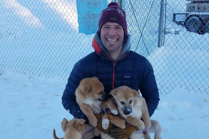 1 hour Winter Dog Sledding in Fairbanks - An In-Depth Review: What to Expect from Your Fairbanks Dog Sledding Adventure