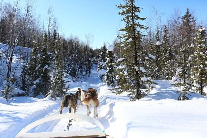 1-hr. Dog Sledding Tour in Fairbanks (without transportation) - The Complete Review: Dog Sledding in Fairbanks – What to Expect