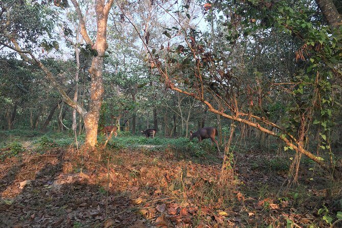 1 Night 2 Days Chitwan Jungle Safari Tour from Kathmandu - Final Thoughts