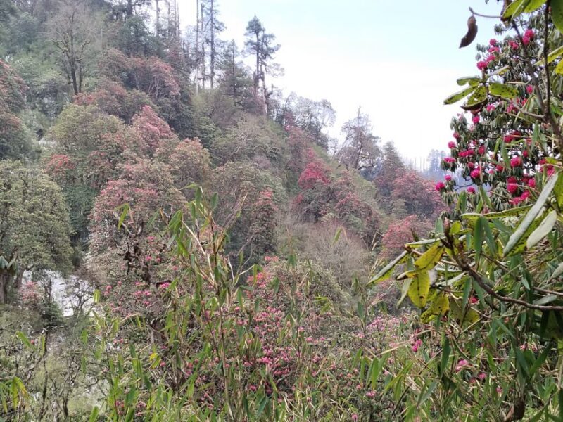 1 Night 2 days Poon hill trek from pokhara - Potential Drawbacks or Considerations