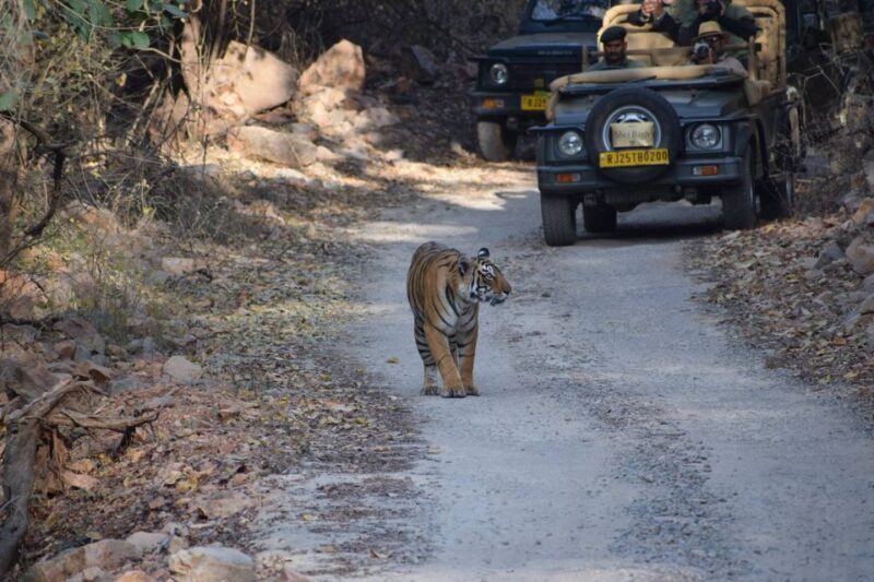1 Night 2 Days Ranthambhore WildLife Tour From Jaipur - 1 Night 2 Days Ranthambhore WildLife Tour From Jaipur
