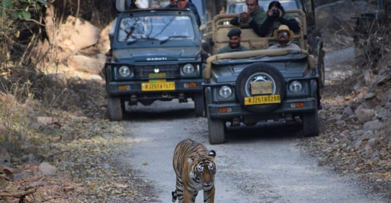 1 Night 2 Days Ranthambhore WildLife Tour From Jaipur - Why This Tour Offers Real Value