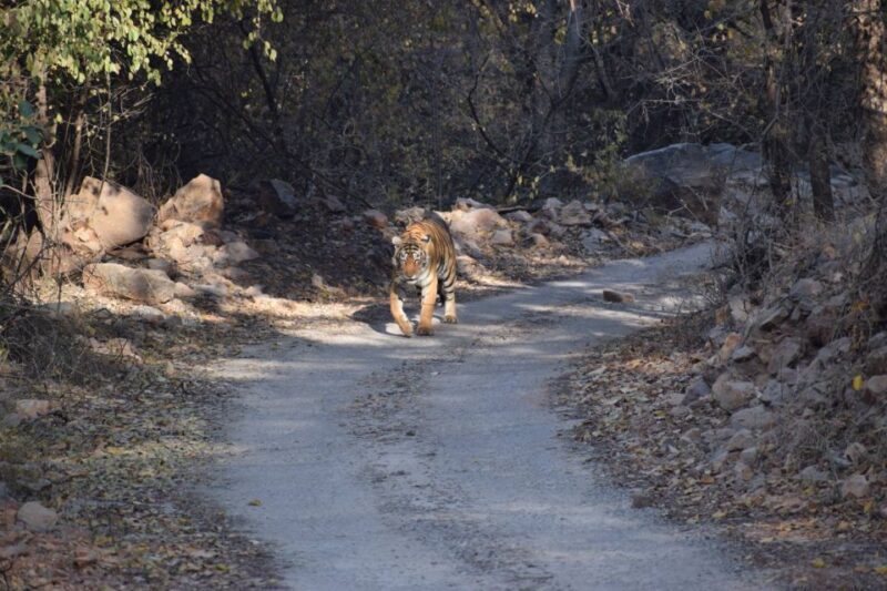 1 Night 2 Days Ranthambhore WildLife Tour From Jaipur - The Experience Provider: Delightful India Holidays