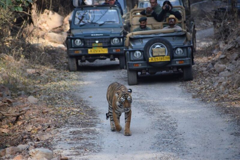 1 Night 2 Days Ranthambhore WildLife Tour From Jaipur - Who Is This Tour Best For?