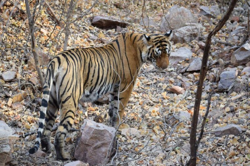 1 Night 2 Days Ranthambhore WildLife Tour From Jaipur - FAQ