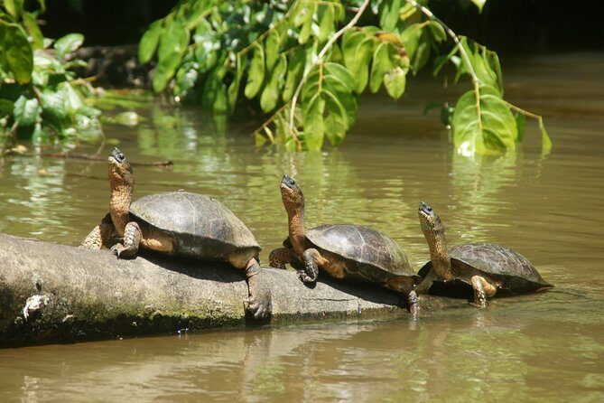 1 Night in Tortuguero + Tour to the Tortuguero National Park - Key Points
