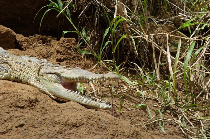1 Night in Tortuguero + Tour to the Tortuguero National Park - Who Will Love This Tour?