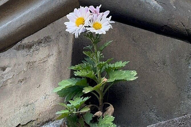 1 or 2 hour Central Park Pedicab Tour. - The Sum Up