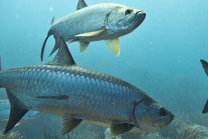 #1 Recommended Family Friendly Guided Fishing Charter Service - Final Thoughts: Why This Tour Offers Genuine Value