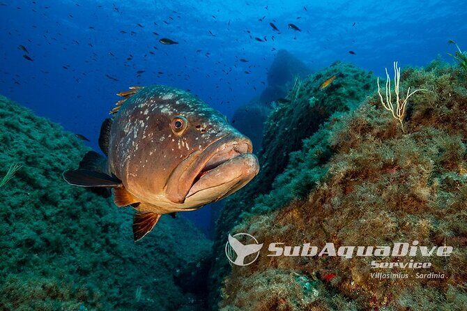 1 single dive in the Capo Carbonara marine protected area. For patented. - Experience the Hidden Wonders of Sardinia’s Marine Protected Area