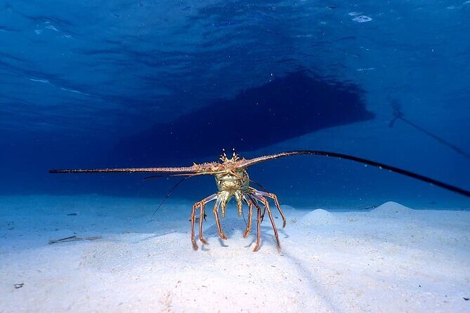 1 Stop Snorkel Adventure with Beach Break - Key Points