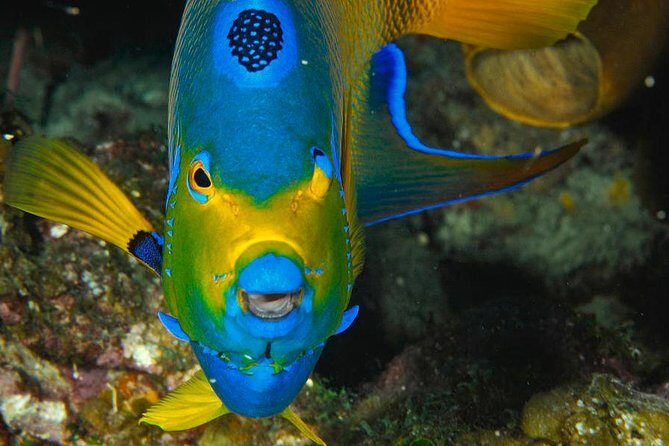 1 Tank Dive for certified divers - A Closer Look at the Costa Maya Dive Experience