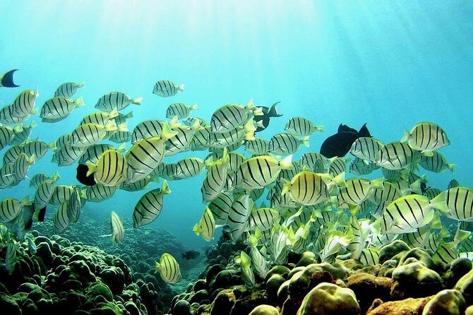 1 Tank Shore Dive at Sea Turtle Cove - Exploring the Details: What to Expect from Start to Finish