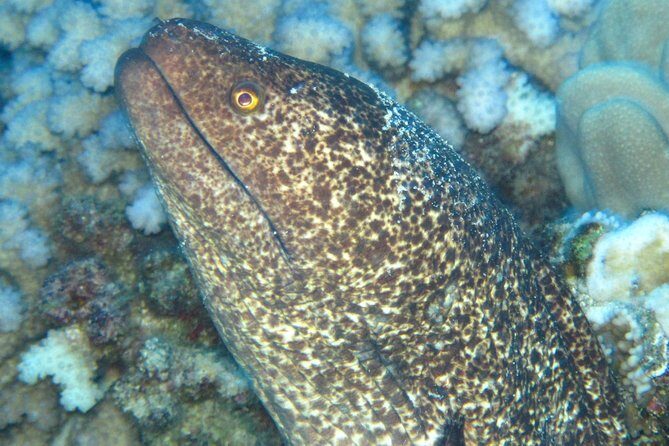 1 Tank Shore Dive at Sea Turtle Cove - Who Should Consider This Experience?