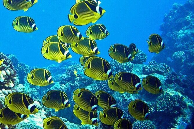 1 Tank Shore Dive at Sea Turtle Cove - FAQ