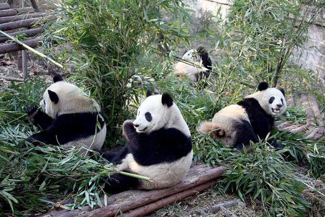 10-Day China Tour to Beijing, Xian, Chengdu and Shanghai - Who Would Love This Tour?