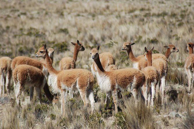 10-day Tour from Lima: Amazon Jungle, Machu Picchu and Lake Titicaca - Who Should Consider This Tour?