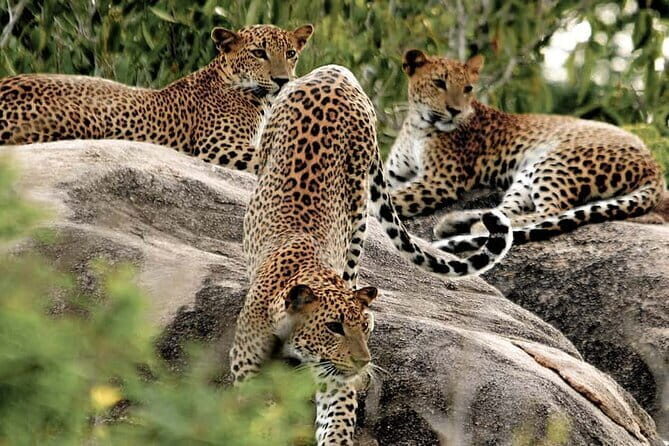 10 Days/ 9 Nights - Heritage Wildlife and Waves in Sri Lanka - Key Points