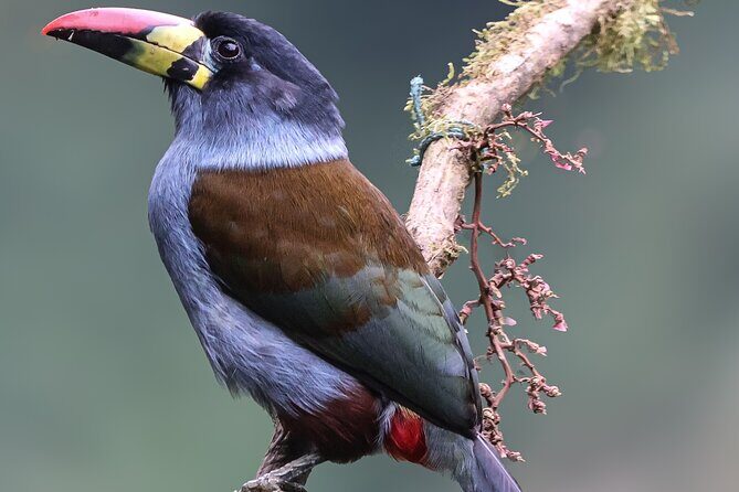 10 Days Birding Photo tour from Andes to Amazon of Ecuador - Key Points