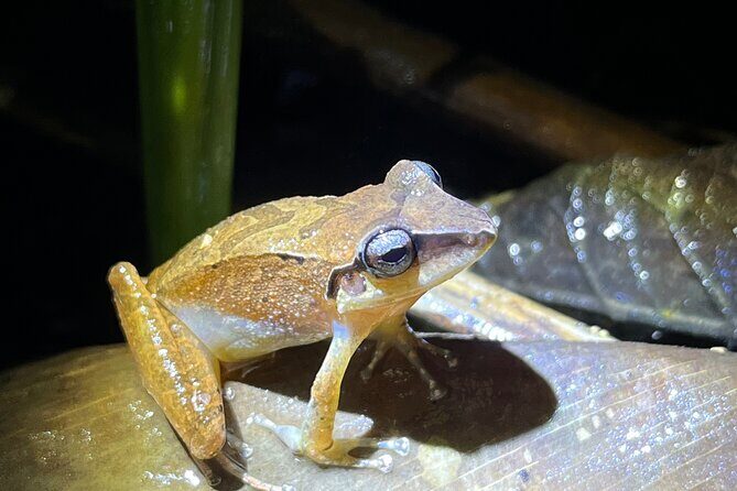 10 Days Birding Photo tour from Andes to Amazon of Ecuador - Who Should Consider This Tour?