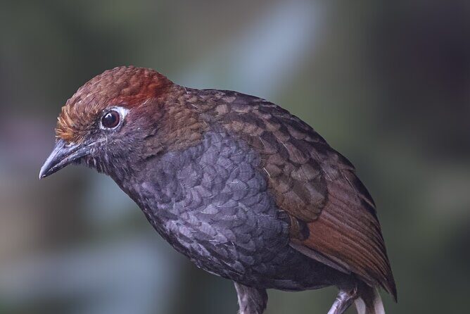 10 Days Birding Photo tour from Andes to Amazon of Ecuador - FAQs