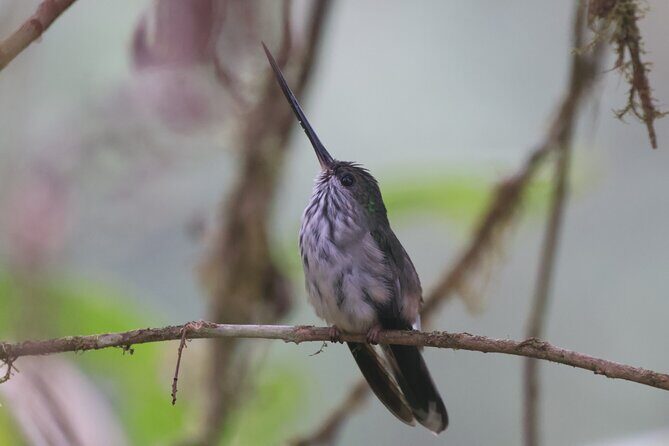 10 Days Birding Photo tour from Andes to Amazon of Ecuador - Exploring Ecuador’s Bird and Nature Wealth