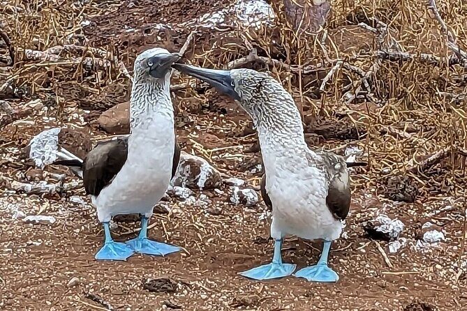 10 Days Galapagos Island Hopping - Key Points
