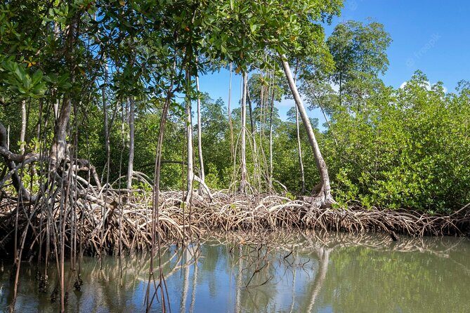 10-Hour Guided Tour of Samana and Bacardi Island Los Haitises - Who Will Love This Tour?