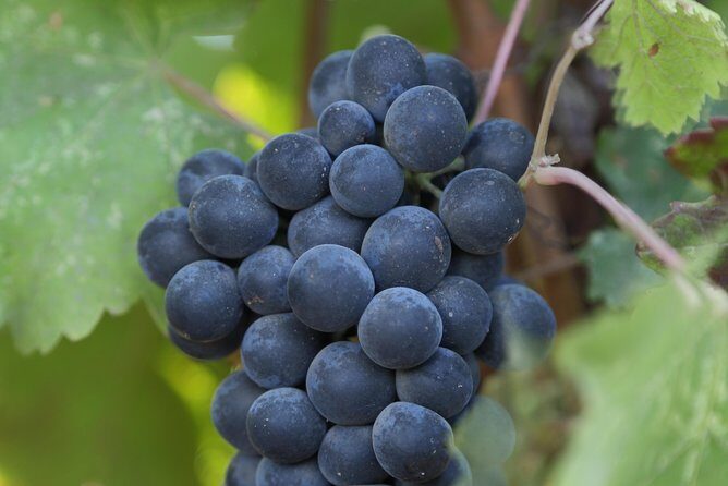 10-Hour Napa Valley Wine Tasting Tour Customized Private Tours - The Sum Up