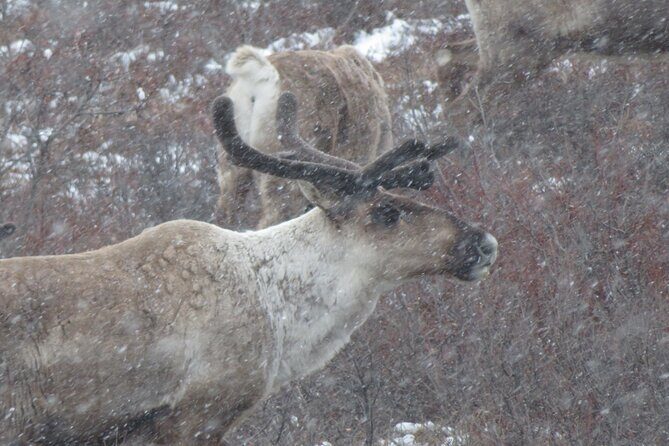 10 Hours Denali Winter Drive in Alaska - Who Should Consider This Tour?