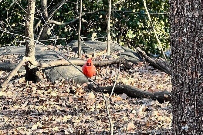 10+ stops Central Park Pedicab Tour Customizable Landmarks - Final Words