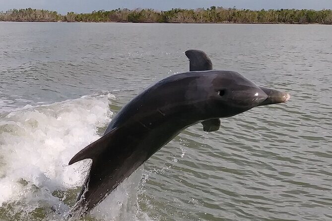 10,000 Islands Boat Excursion - 3.5-Hour Dolphins & Shelling Tour - Who Should Join This Tour?