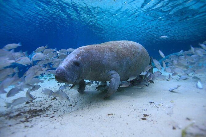 10000 Islands Everglades Boat Tour - An In-Depth Look at the 10,000 Islands Everglades Boat Tour