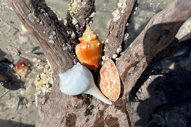 10,000 Islands Shelling Trip Marco Island FL - A Detailed Look at the 10,000 Islands Shelling Trip