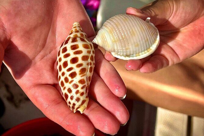 10K Islands Private Shelling Tour - A Deep Dive into the 10K Islands Private Shelling Tour