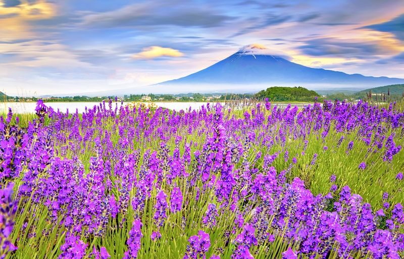 12:30 Departure - Mount Fuji with free dinner set - Kawaguchiko, Oishi Park, Oshino Hakkai, Illumination tour - An afternoon departure with an evening payoff