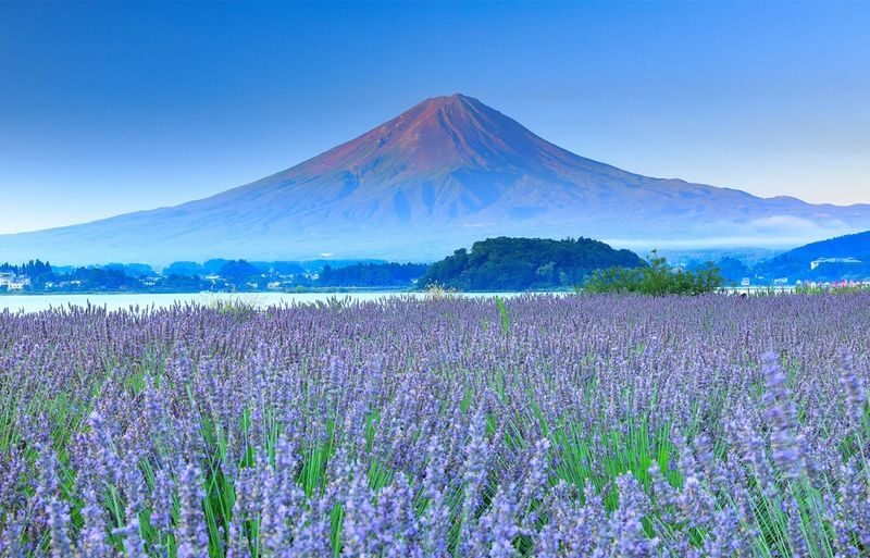 12:30 Departure - Mount Fuji with free dinner set - Kawaguchiko, Oishi Park, Oshino Hakkai, Illumination tour - Oishi Park: a second named stop, not a timed promise